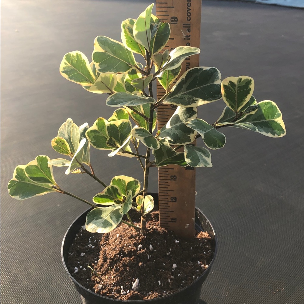 Variegated Ficus Triangularis - Picture 3 of 4